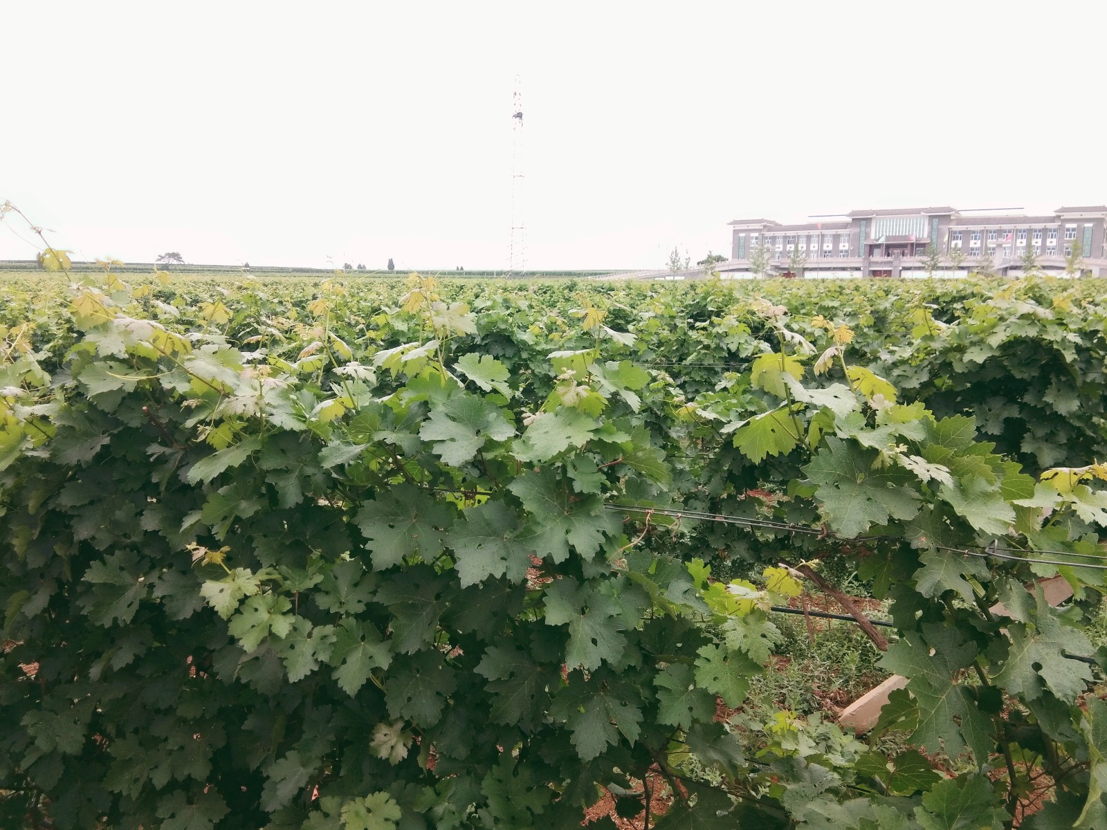 15710202941568.jpg 微信圖片_20190620145621.jpg