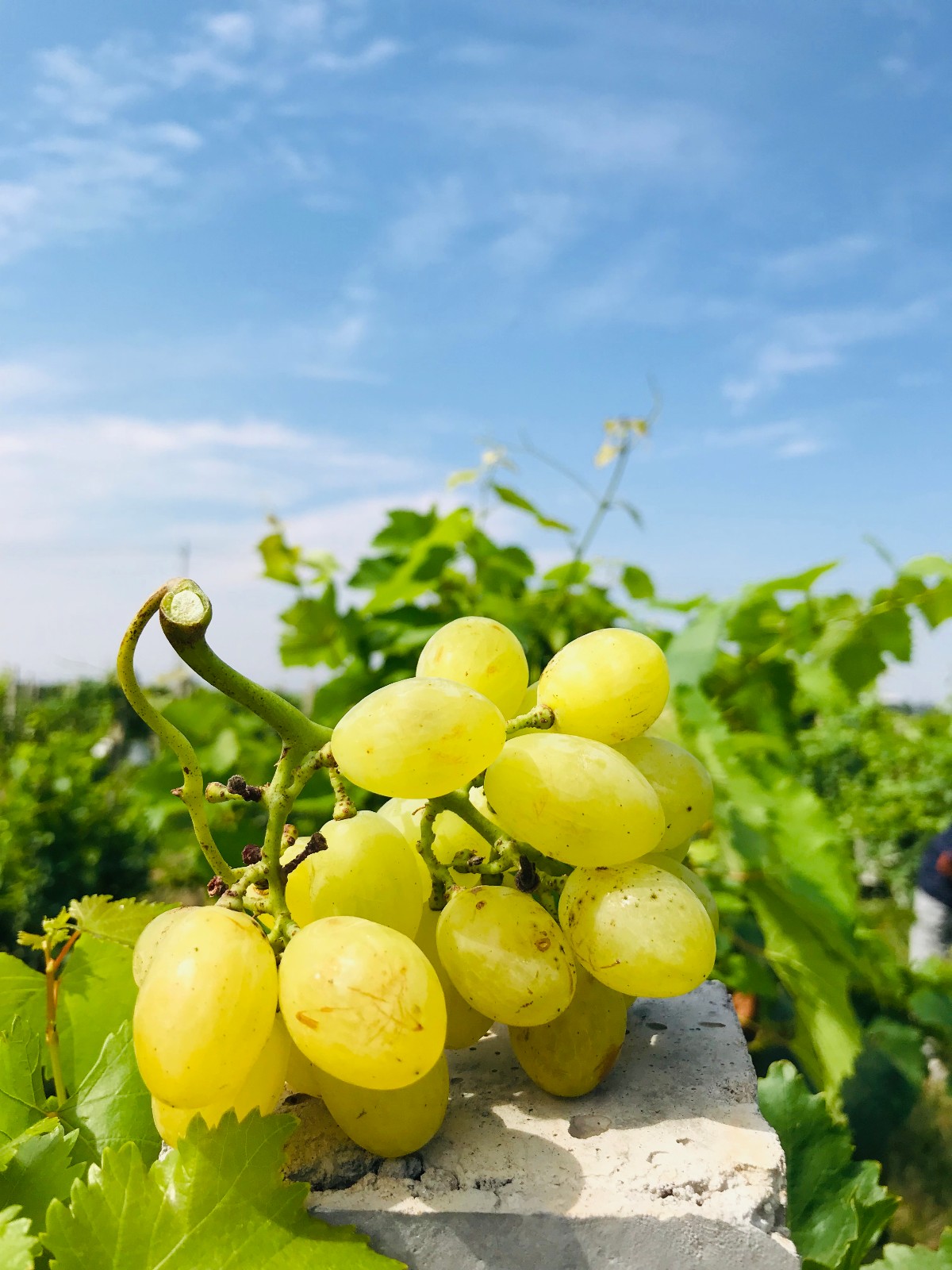 15712814101149.jpg 微信圖片_20190812172550.jpg