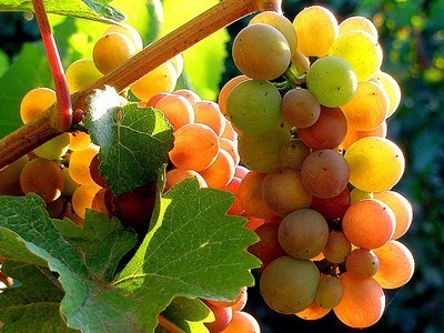 15712824103509.jpg t01f83606bf56e87182.jpg