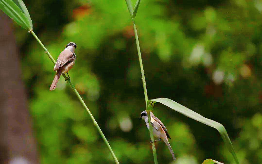 16544960101299.jpg e14a83fbf58783dc0109de4e15886e38.jpg