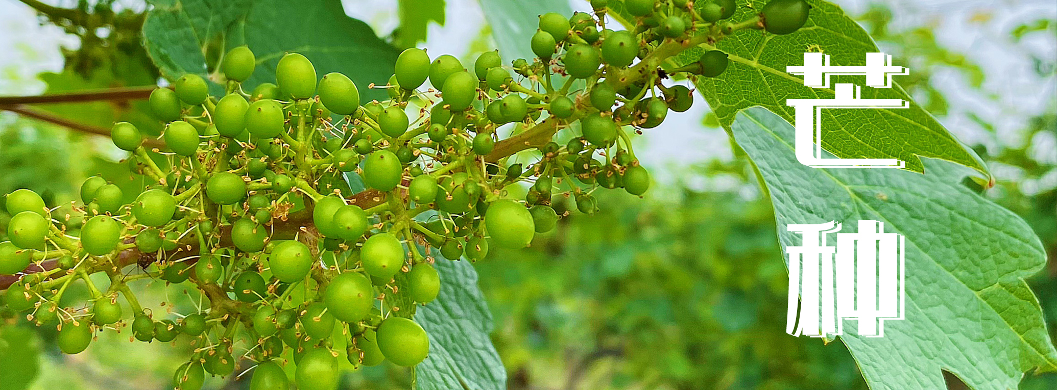 芒種 ▎有芒之種，忙有所得