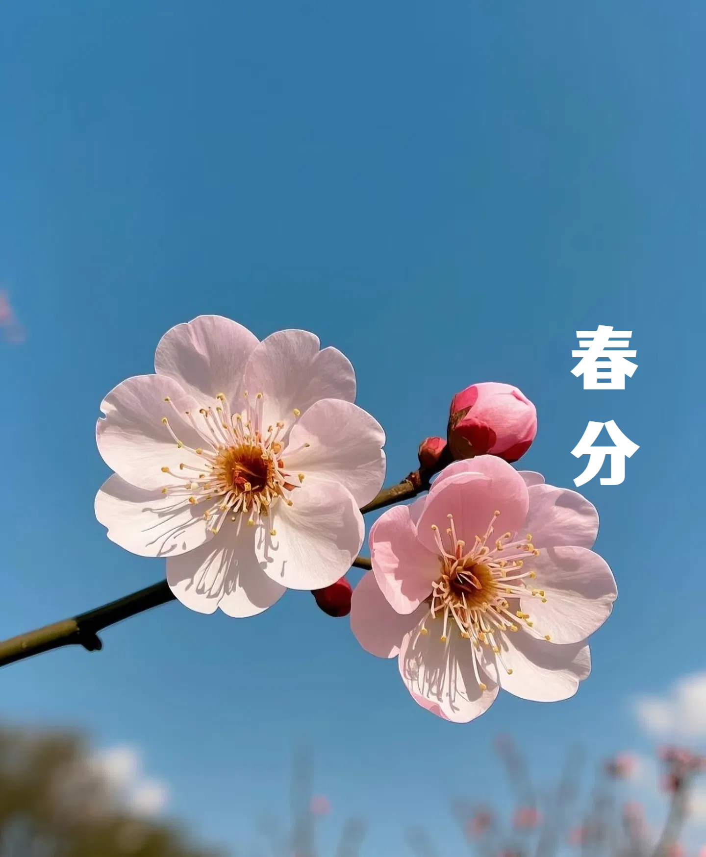 春分||花間一壺酒，莫負(fù)好時(shí)光